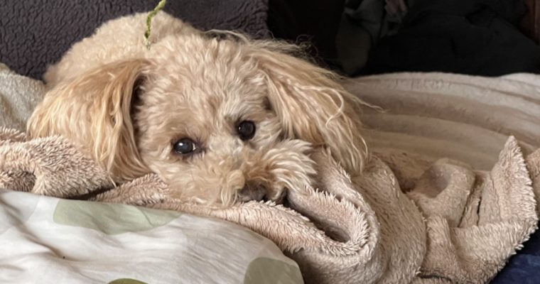 <p><a href="https://pets.rakoora.com/tag/%e3%81%86%e3%81%a1%e3%81%ae%e3%81%93/" class="st_tag internal_tag " rel="tag" title="うちのこ タグの付いた投稿">うちのこ</a>です^ ^</p>