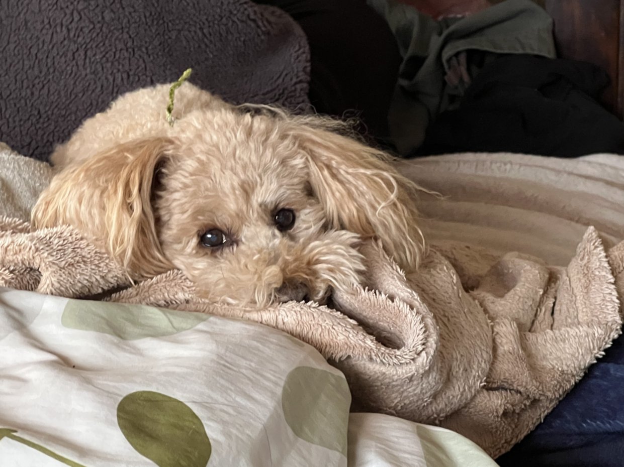 <p><a href="https://pets.rakoora.com/tag/%e3%81%86%e3%81%a1%e3%81%ae%e3%81%93/" class="st_tag internal_tag " rel="tag" title="うちのこ タグの付いた投稿">うちのこ</a>です^ ^</p>